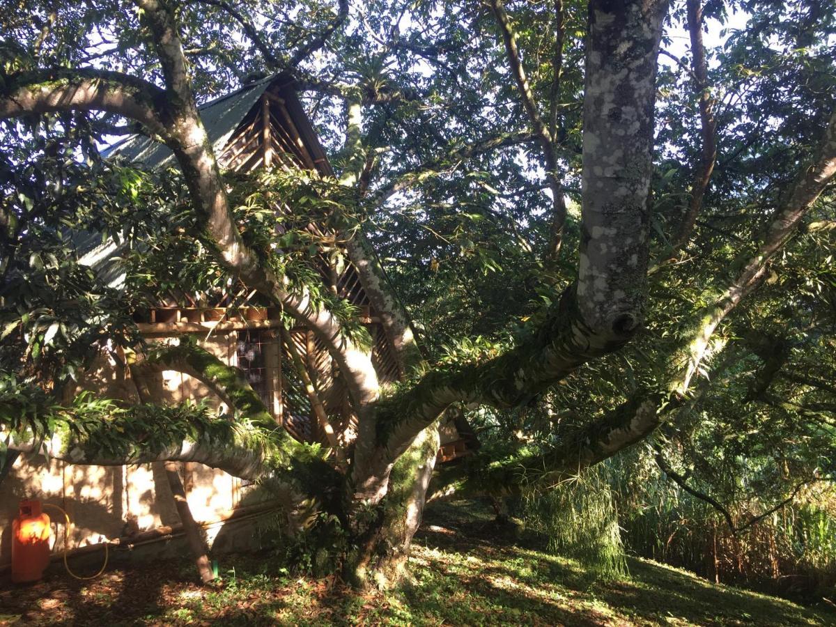 Glamping El Arbol En La Casa Villa San Antonio del Tequendama Bagian luar foto