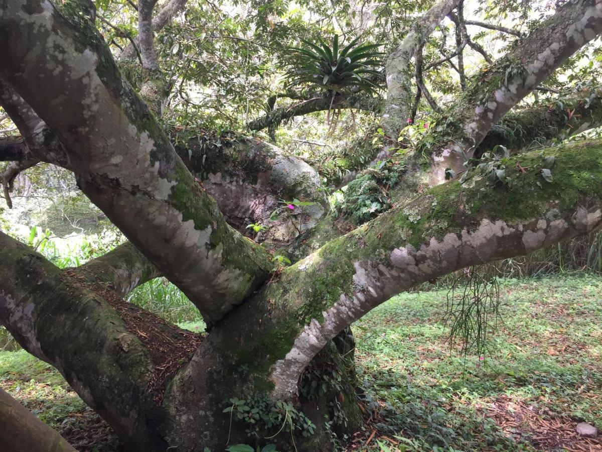 Glamping El Arbol En La Casa Villa San Antonio del Tequendama Bagian luar foto