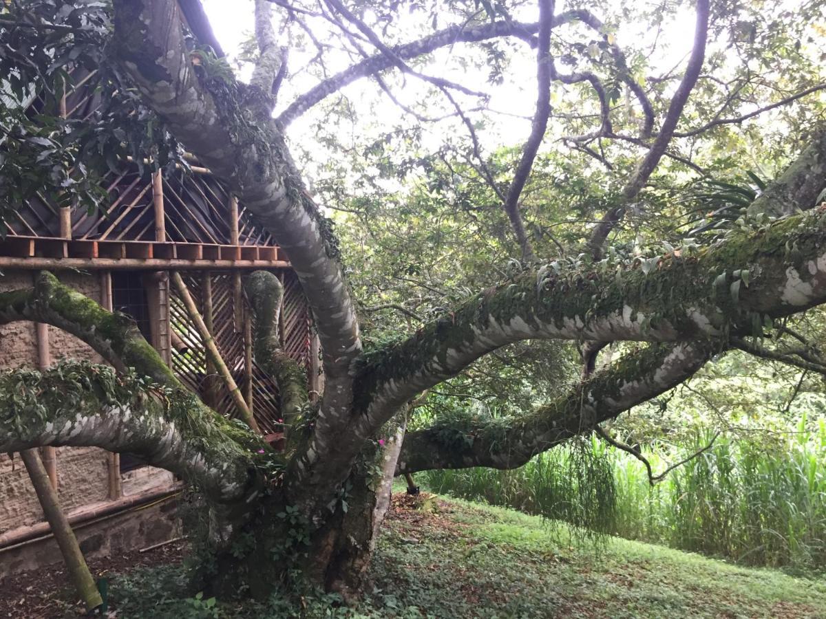 Glamping El Arbol En La Casa Villa San Antonio del Tequendama Bagian luar foto