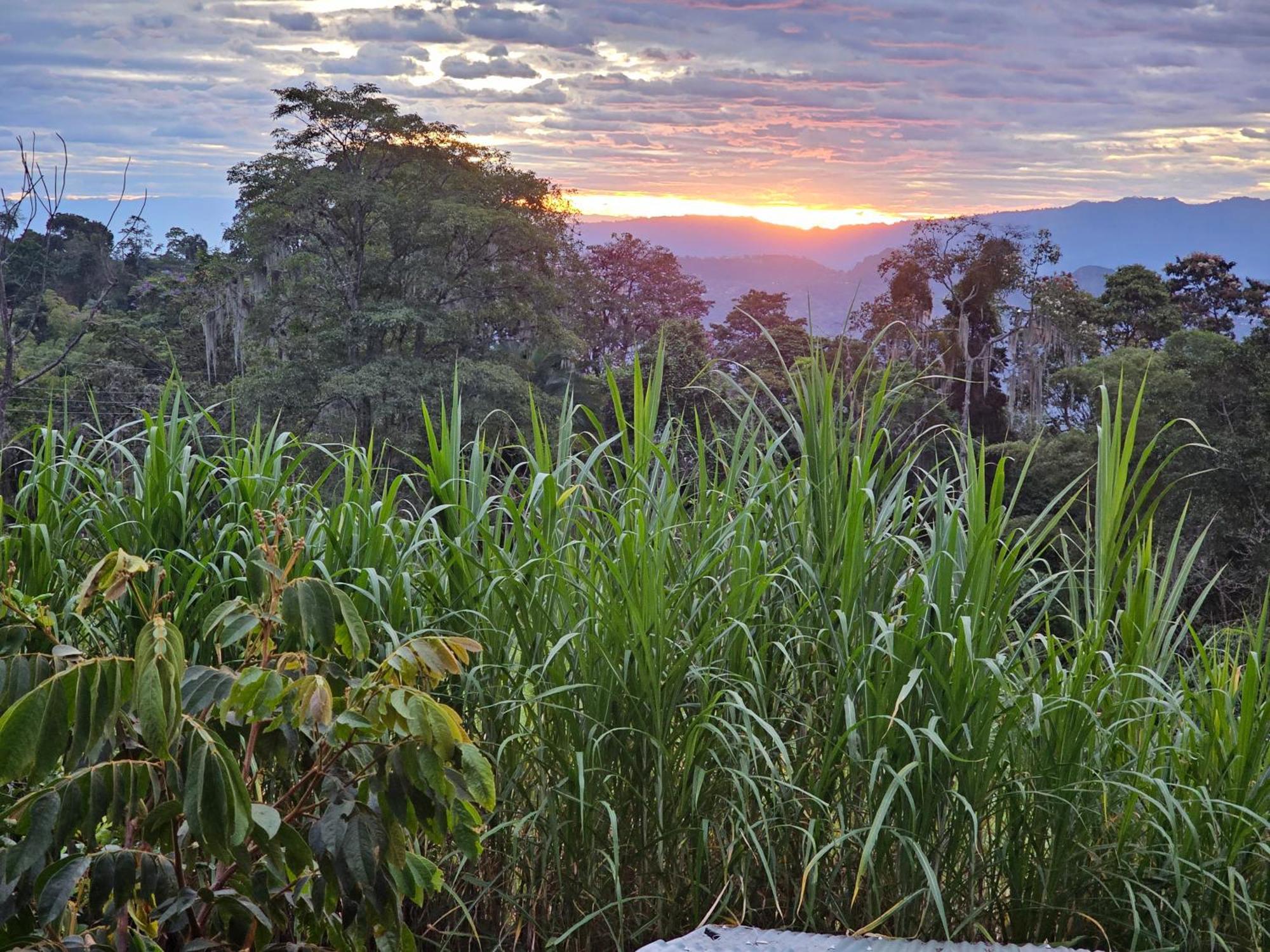 Glamping El Arbol En La Casa Villa San Antonio del Tequendama Bagian luar foto